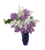Скриншот...